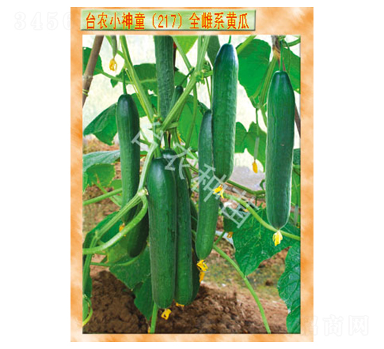 小神童217全雌系黃瓜-黃瓜種子-臺農種苗