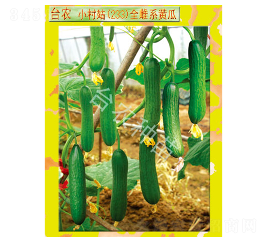 臺農小村姑233全雌黃瓜-黃瓜種子-臺農種苗