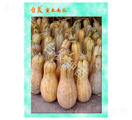 臺農密本南瓜-南瓜種子-臺農種苗