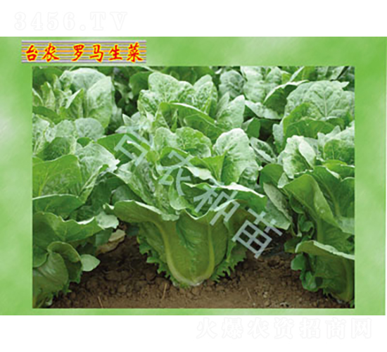 羅馬生菜-生菜種子-臺農種苗