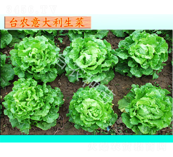 臺農意大利生菜-生菜種子-臺農種苗