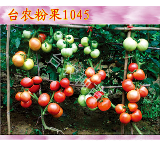 臺農粉果1045-番茄種子-臺農種苗