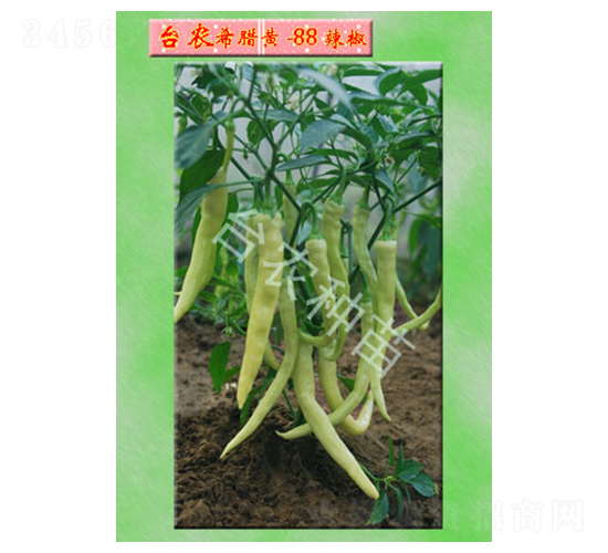希臘黃-88號辣椒-辣椒種子-臺農種苗