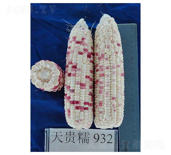 天貴糯932-玉米種子-桂福園農業