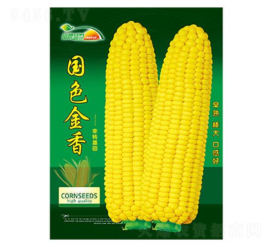 玉米種子-國色金香-科星