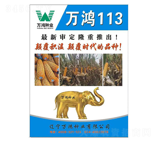 玉米種子-萬鴻113-萬鴻種業