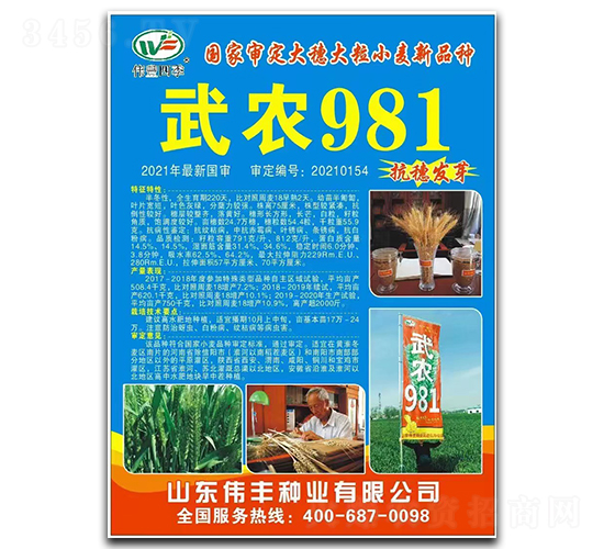 武農981-小麥種子-偉豐種業