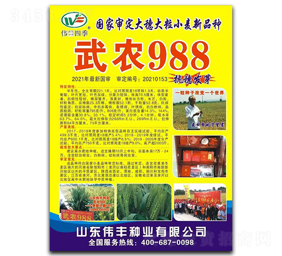 武農988-小麥種子-偉豐種業