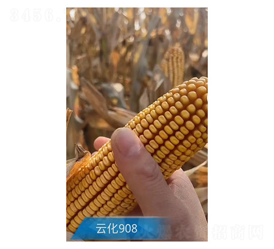 玉米種子-云化908-久翔農業