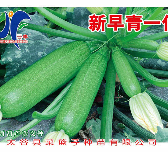新一代早青-晉豐-德盛豐