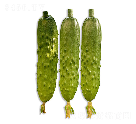 依農綠甜2號-黃瓜種子-依農農業