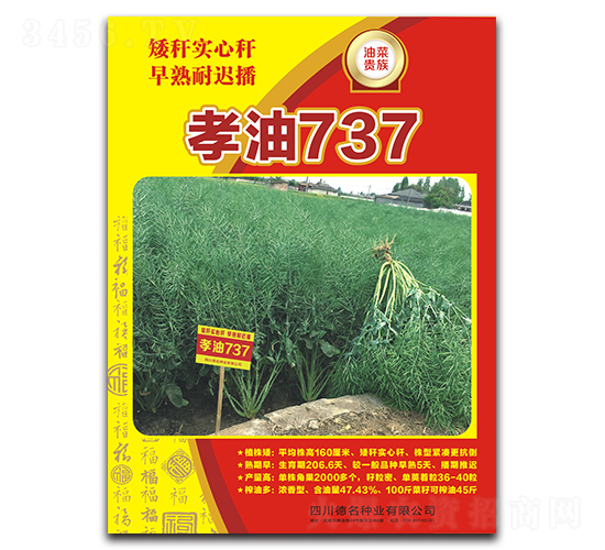 孝油737-油菜種子-德名種業