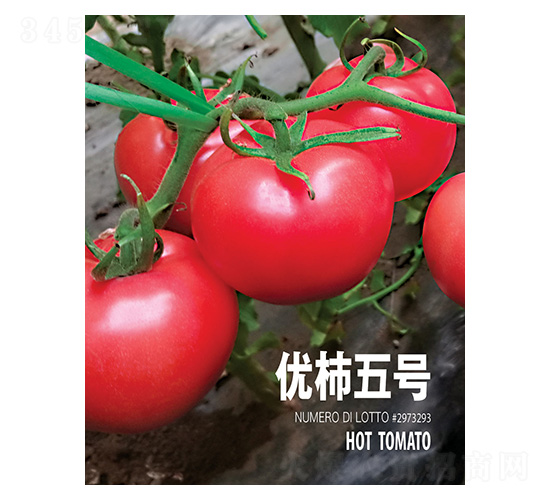優柿五號-忠農坤創