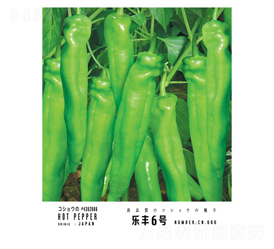 樂豐6號(hào)-忠農(nóng)坤創(chuàng)