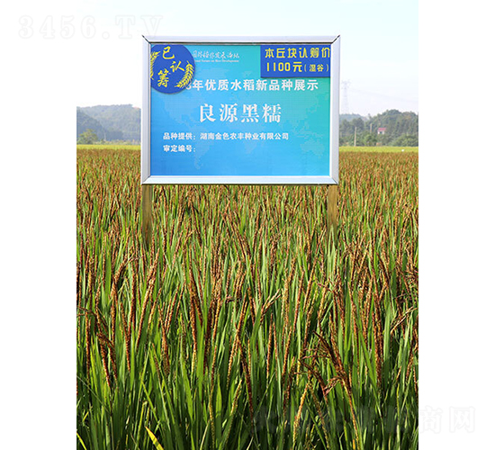 良原黑香糯-水稻種子-金色農豐