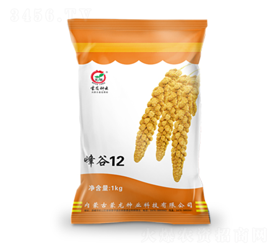 峰谷12-谷子種子-蒙龍種業