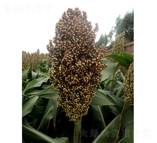 龍雜1號-高粱種子-龍生種業