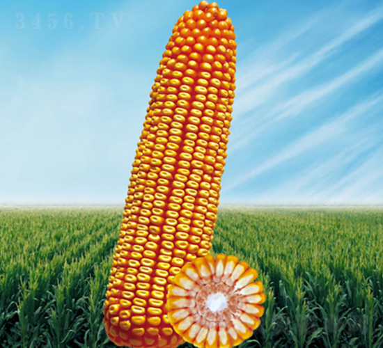 1̖-׷N-NI
