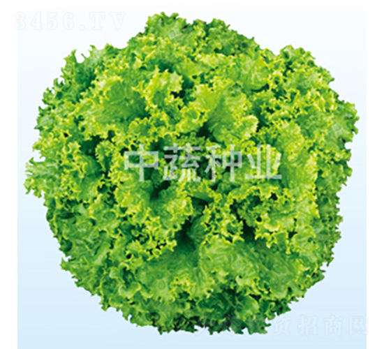大速生-生菜種子-中蔬種業