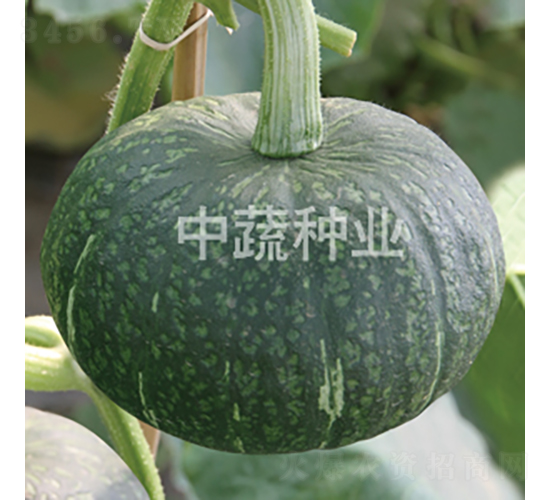 中栗6號南瓜-南瓜種子-中蔬種業(yè)