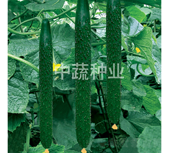 中農6號-黃瓜種子-中蔬種業