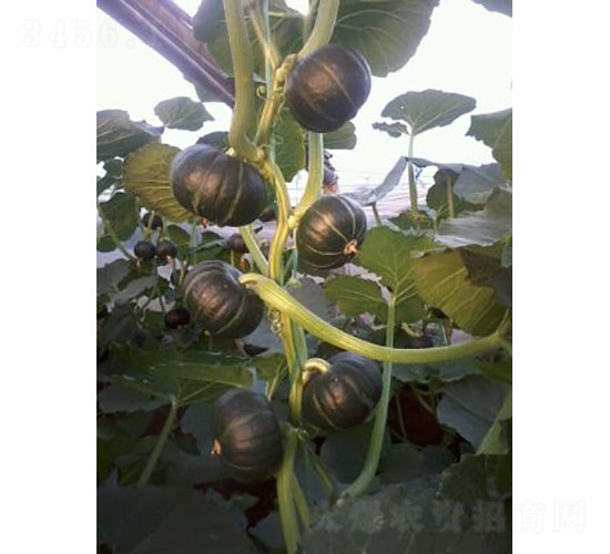 陽光一號(hào)南瓜種子-華昂農(nóng)業(yè)