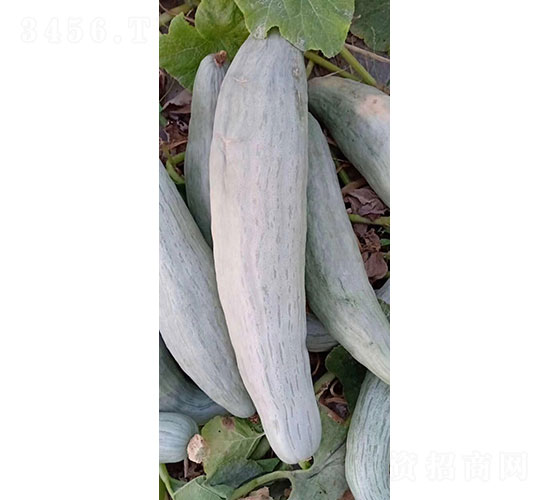 貴夫人一號南瓜種子-華昂農業