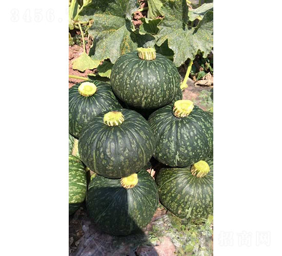 奧克蘭（新西蘭）南瓜種子-華昂農業