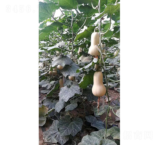 王妃南瓜種子-華昂農業