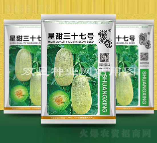 星甜三十七號-甜瓜種子-雙星種業