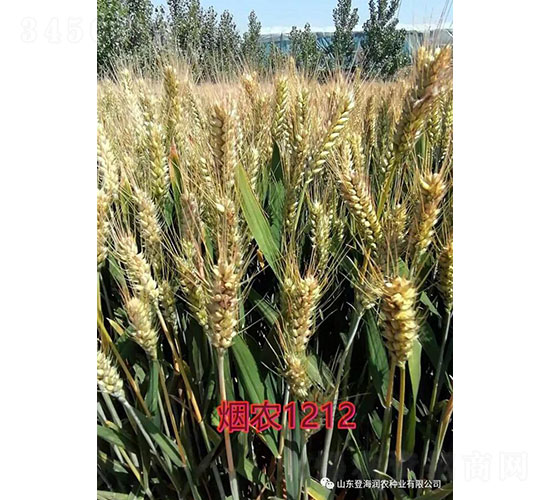 煙農1212-小麥種子-登海潤農