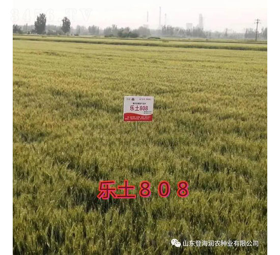 樂土808-小麥種子-登海潤農