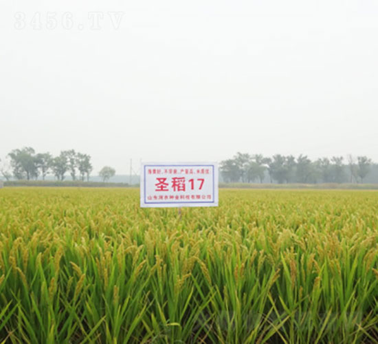 圣稻17-水稻種子-登海潤農