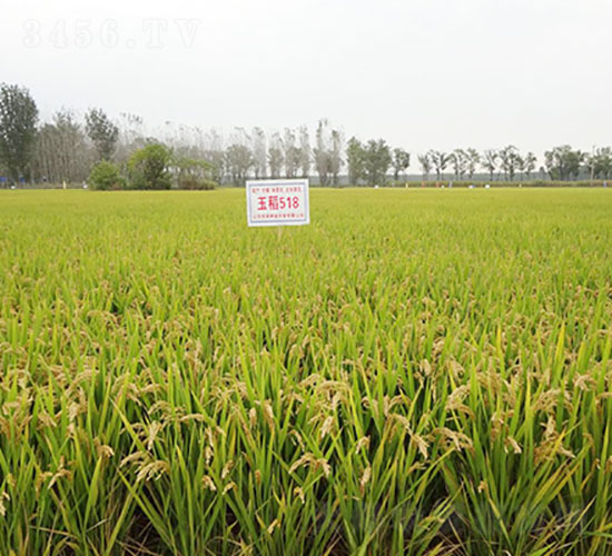 玉稻518-水稻種子-登海潤農