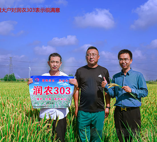 潤農303-水稻種子-登海潤農