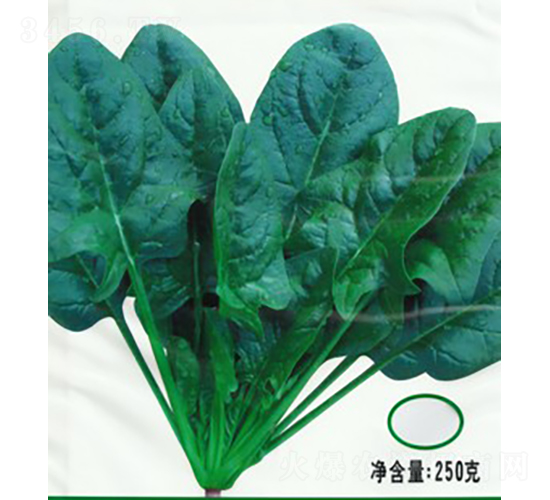 新經典K級菠菜-菠菜種子-廣良