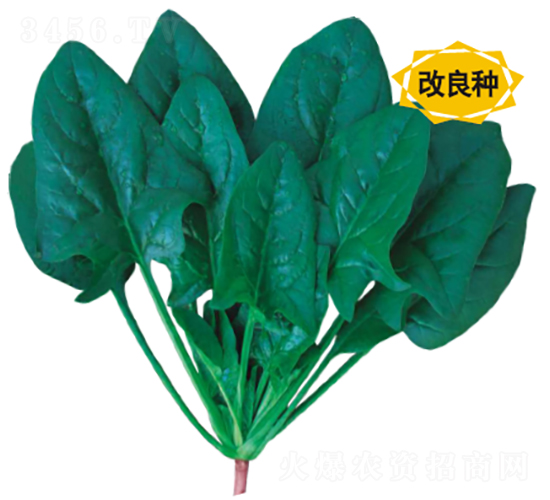 新時代A級菠菜-菠菜種子-廣良