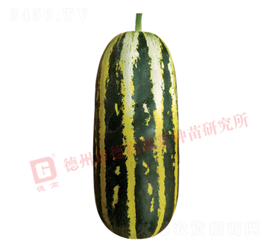 德高S120甜瓜-甜瓜種子-德高種業