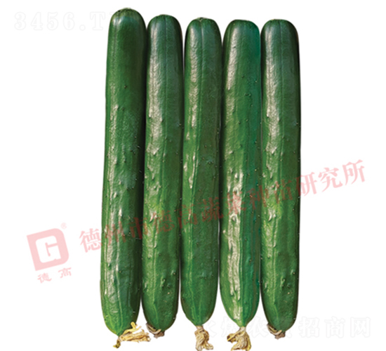 德高華玉黃瓜-黃瓜種子-德高種業
