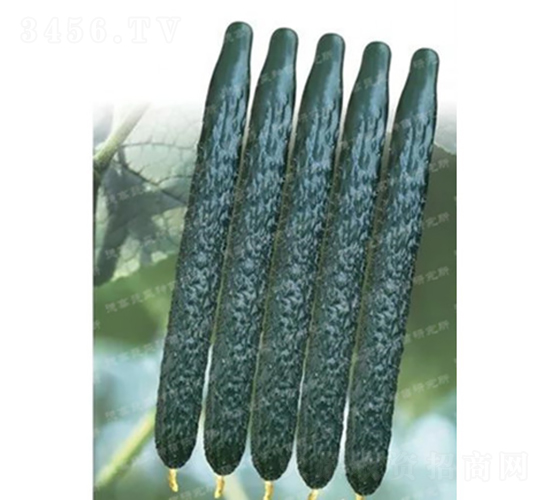 德高C57黃瓜-黃瓜種子-德高種業