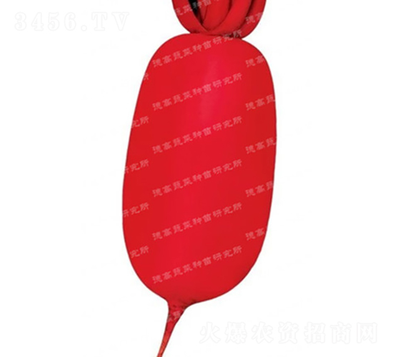 紅皮蘿卜-炎紅-蘿卜種子-德高種業