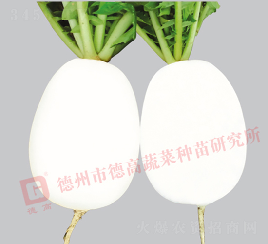 白蘿卜-高爾福-蘿卜種子-德高種業