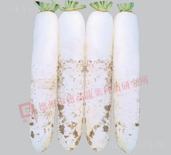 白蘿卜-德高R192-蘿卜種子-德高種業