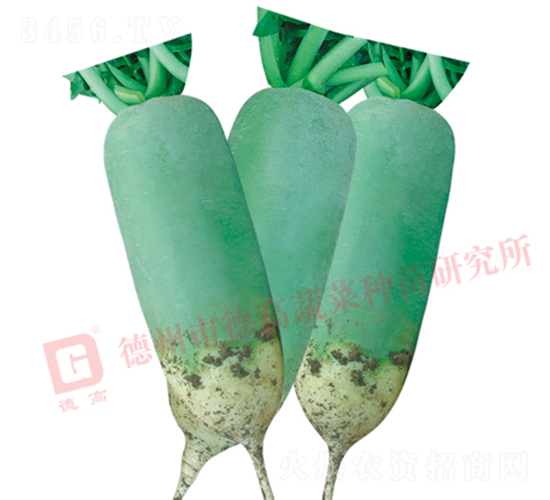 水果蘿卜-清泉-蘿卜種子-德高種業