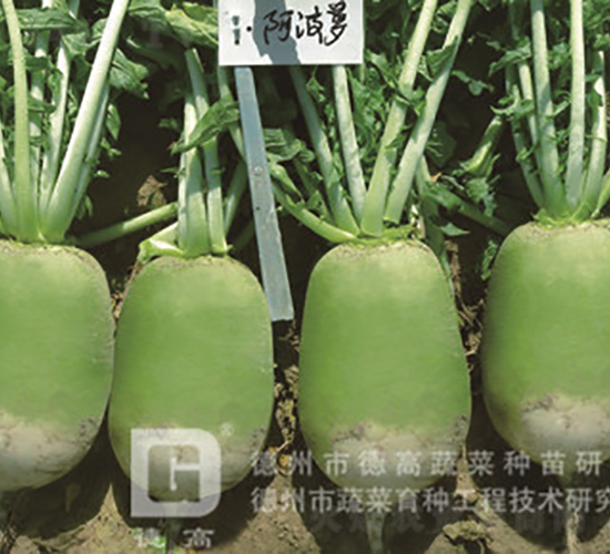 黃綠皮蘿卜-阿博蘿-蘿卜種子-德高種業