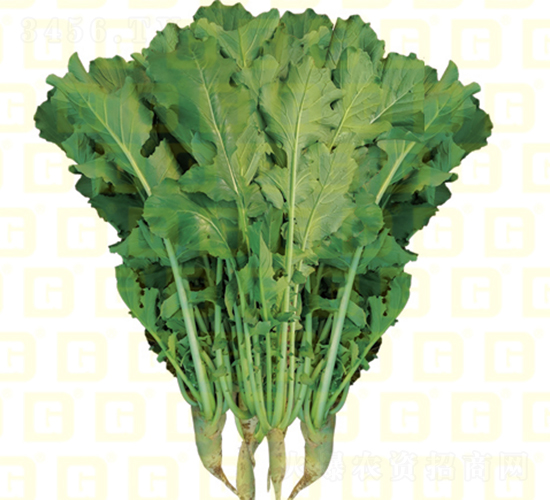 葉用蘿卜-德高R460-蘿卜種子-德高種業