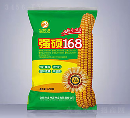 強碩168-玉米種子-金種源
