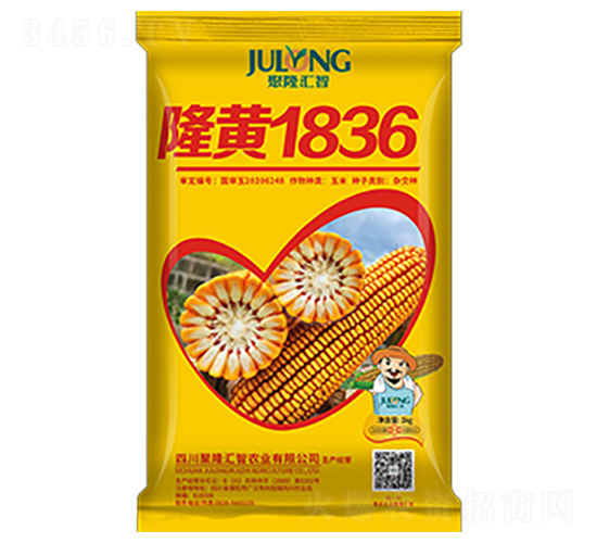 隆黃1836-玉米種子-聚隆匯智
