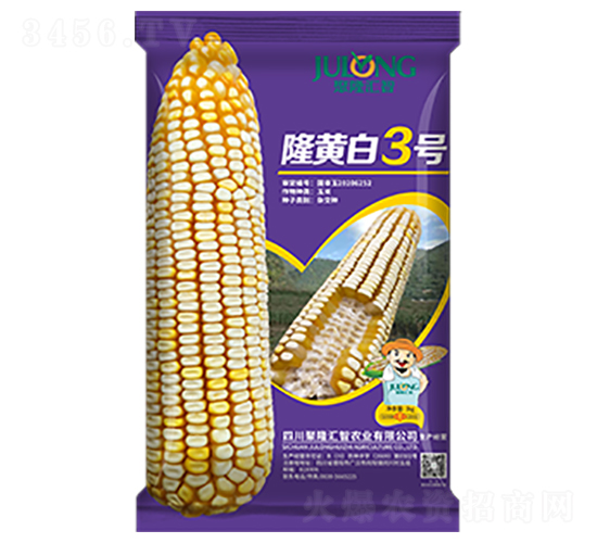 隆黃白3號-玉米種子-聚隆匯智