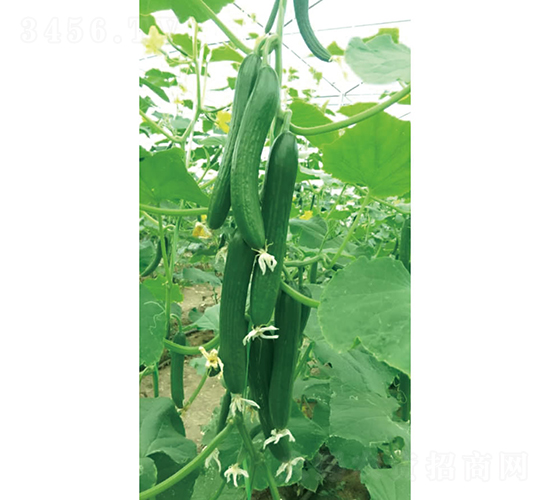慶靚27-黃瓜種子-慶發禾盛